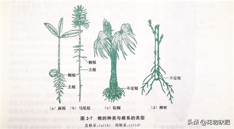 竹子的根系|毛竹等3个竹种的根系分布特征及其林地土壤抗冲性比较研究